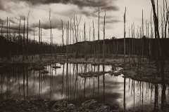 Black Creek Marsh