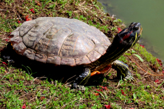 Turtle In The Sun