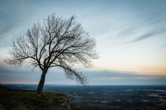 The Lonely Tree