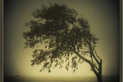 Trees Give Peace To The Soul Of A Nation