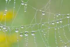 Solitary Life Of A Dewdrop