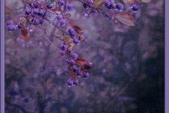 Dewdrops On Berries And Whiskers On Hedge