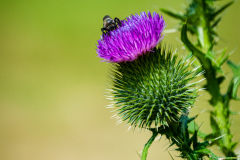 Scottish Thistle