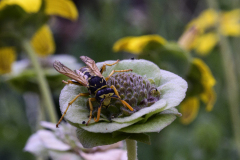 Bee