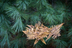 Fern In Pines