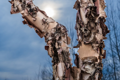 White Birch In Winter