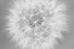 Soft and Fuzzy