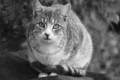 The Cat Next Door