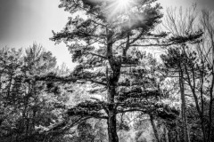Tree On The Hill