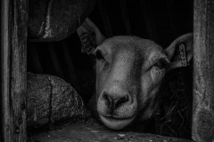 Mournful