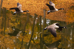 In Flight