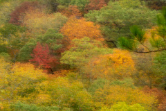 Fancy Fall Foliage