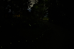 Dance Of The Fireflies