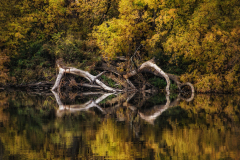 Tree Tusks