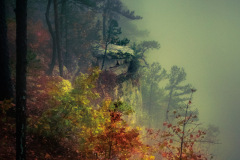 The Forest Lies Beneath
