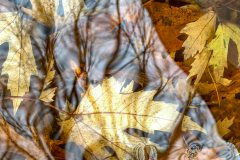 Leaves In Repose