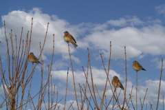 Blue Bird Day
