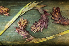 Ginger Study
