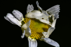 Dew Drops On A Daisy
