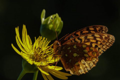 Golden Time