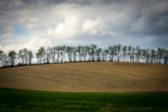 Tree Line Millerton