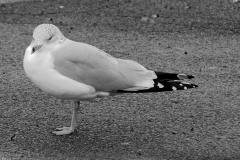 The Bird