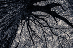 Giant Of The Forest