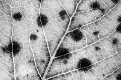 Backlit Leaf In Black And White