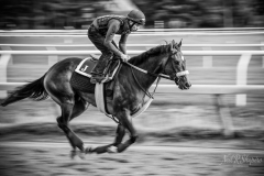 Flying-Home-D6C2261-Edit-2-1800_wm-1