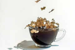 Dream Of Crema