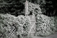 Overgrown