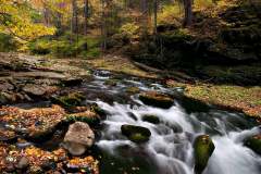 Streamside In Autum