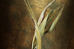 Study In Browns