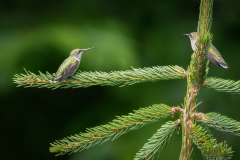 Feathered Friends