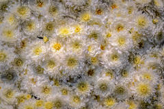 Flower Power