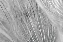 Whispers