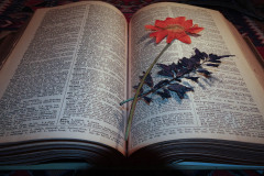 Books Are For Drying