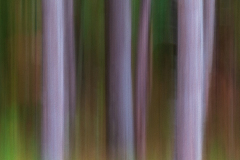 Woodland ICM