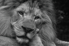 Just Lion Around