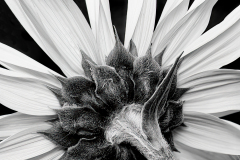 Sunflower From Behind