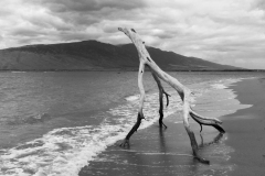 Guarding The Shore