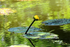 Lonely Flower