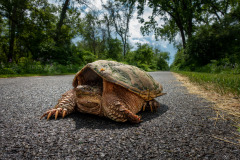 Slow But Steady Wins The Race