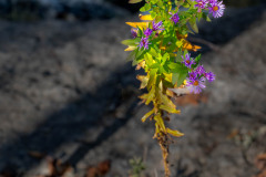 Lonely Flower