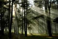 An Autumn Morning