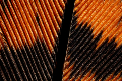 Feather