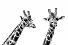 Giraffe Mug Shots