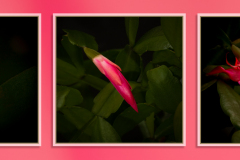 Christmas Cactus Blossom