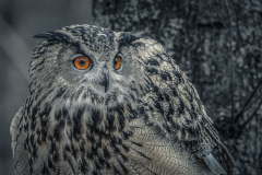 The Stare