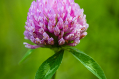 Clover Blossom